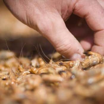 Potage aux crevettes tel que les Belges l’aiment