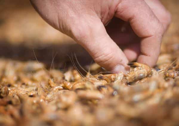 potage aux crevettes tel que les belges l’aiment
