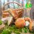 les recettes aux champignons et 10 conseils