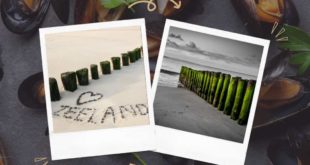 moules de zélande