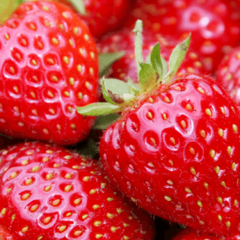 La fraise, délice à gauche de la Meuse