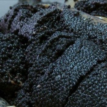 Le caviar : beluga, sevruaga, ossiètre… Or noir depuis le temps des Tsars