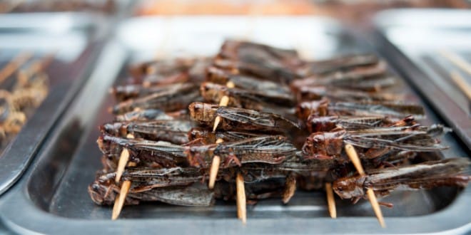 4 bonnes raisons de manger des insectes