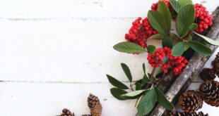 brown pine cones