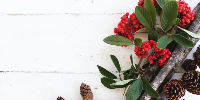 brown pine cones